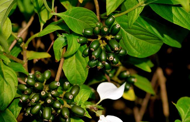 玉叶金花的养殖办法