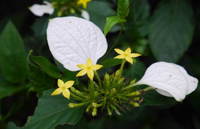 玉叶金花的养殖办法