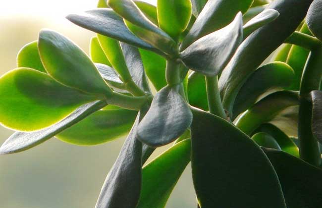 燕子掌的养殖办法和注意些什么