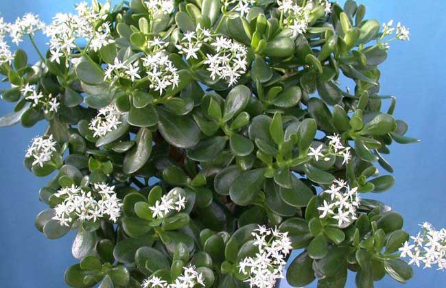 燕子掌的养殖办法和注意些什么