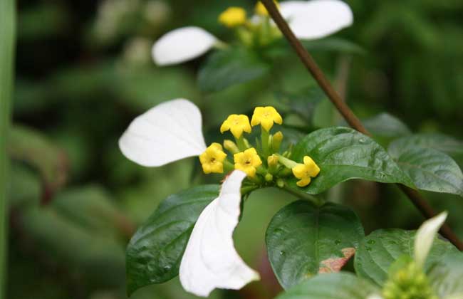 玉叶金花的养殖办法