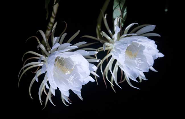 盆栽昙花怎么养才好？