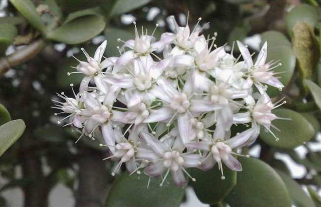 玉树花的养殖办法和注意些什么