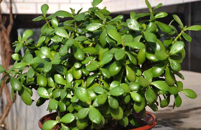 玉树花的养殖办法和注意些什么