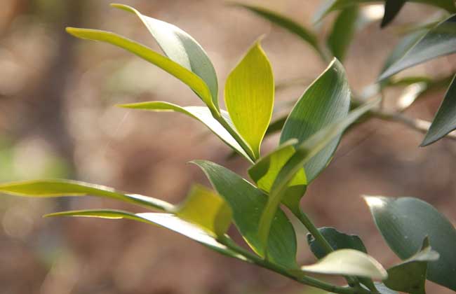 竹柏的养殖办法和注意些什么