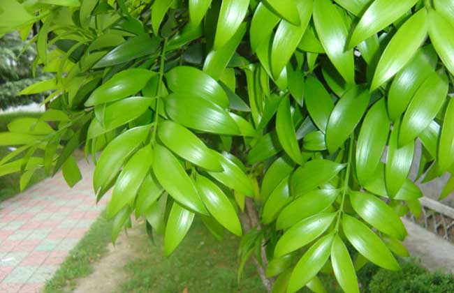 竹柏的养殖办法和注意些什么