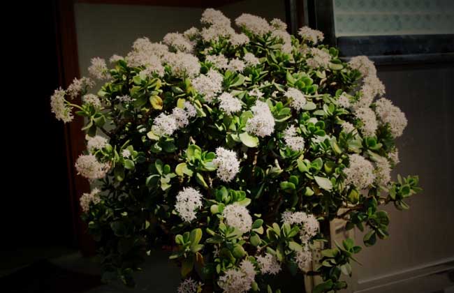 玉树花的养殖办法和注意些什么