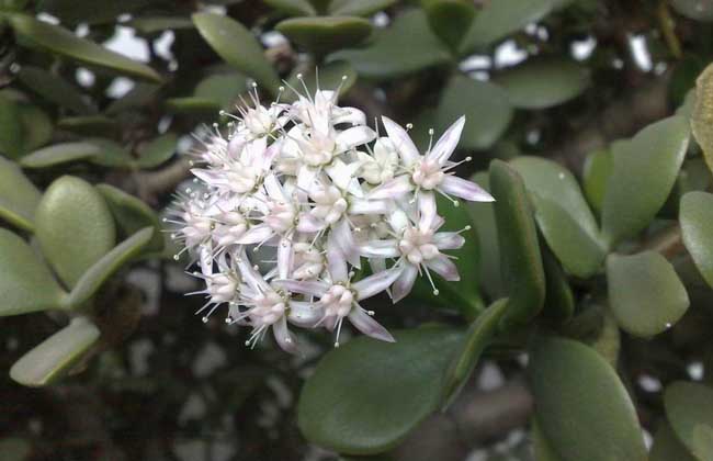 玉树花的养殖办法和注意些什么