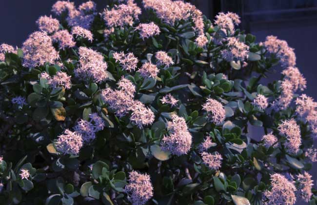 玉树花的养殖办法和注意些什么