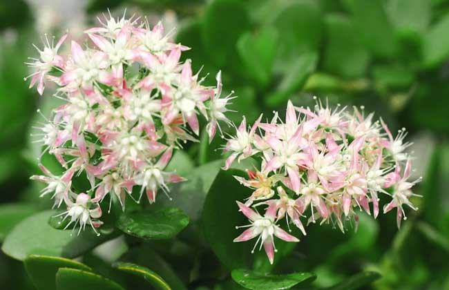 玉树花的养殖办法和注意些什么