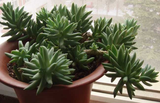 翡翠景天的养殖办法