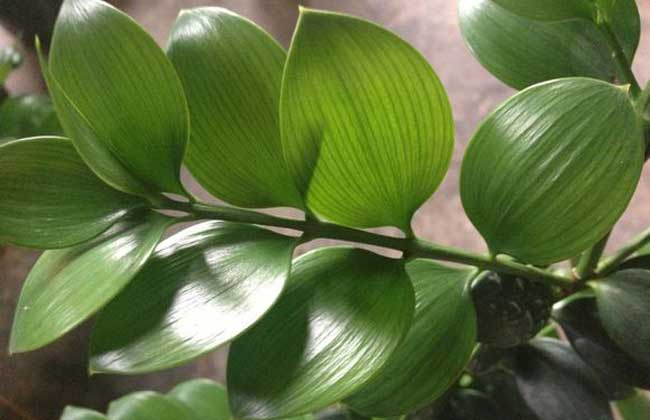 竹柏的养殖办法和注意些什么