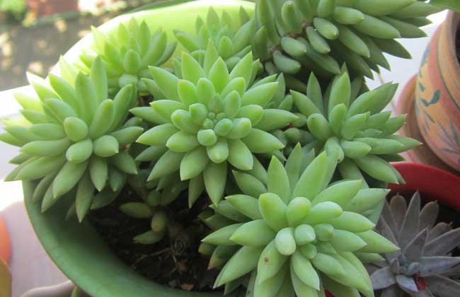 翡翠景天的养殖办法