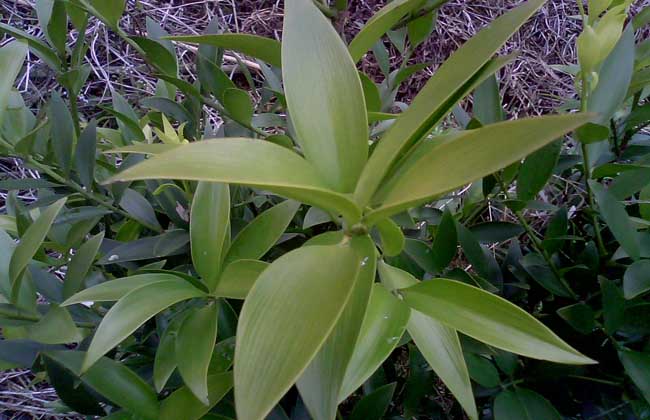 竹柏的养殖办法和注意些什么