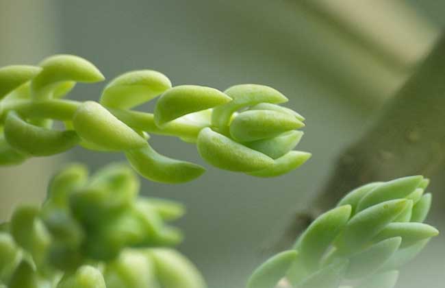 翡翠景天的养殖办法