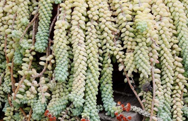 翡翠景天的养殖办法