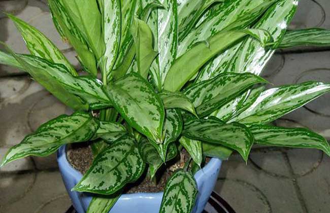 银皇后的养殖办法和注意些什么