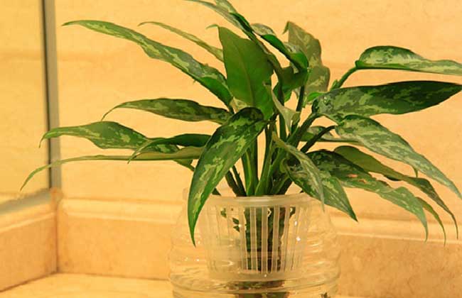 银皇后的养殖办法和注意些什么