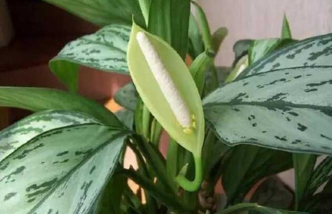 银皇后的养殖办法和注意些什么