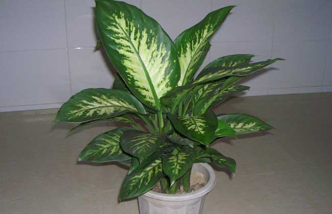 银皇后的养殖办法和注意些什么