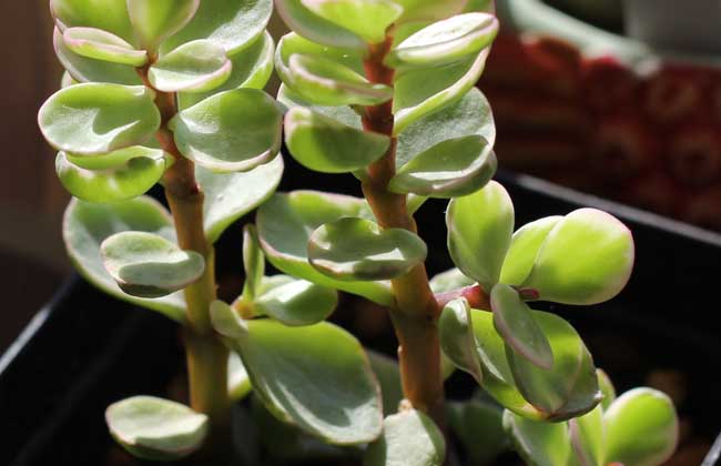 盆栽雅乐之舞怎么养？