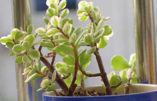 盆栽雅乐之舞怎么养？