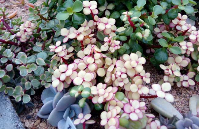 盆栽雅乐之舞怎么养？