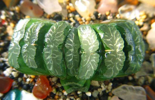 玉扇的养殖办法