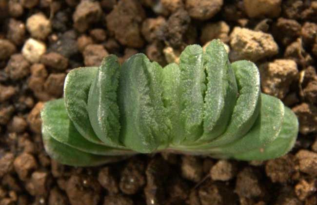 玉扇的养殖办法