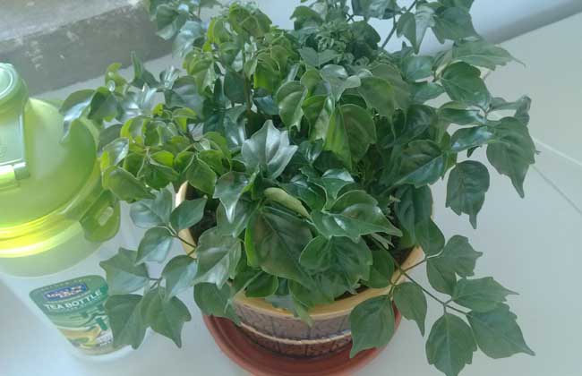 盆栽幸福树怎么养？