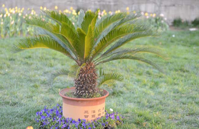 盆栽铁树怎么养才好?