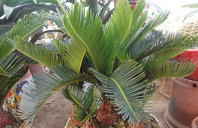 盆栽铁树怎么养才好?