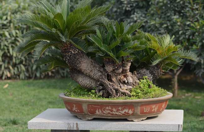 盆栽铁树怎么养才好?