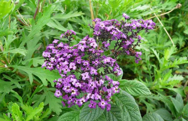 香水草的养殖办法