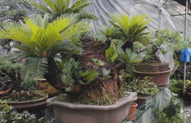 盆栽铁树怎么养才好?