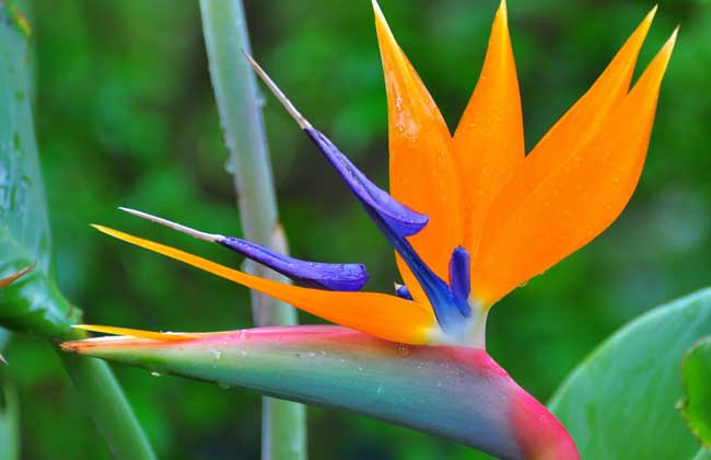 天堂鸟的花语和传说