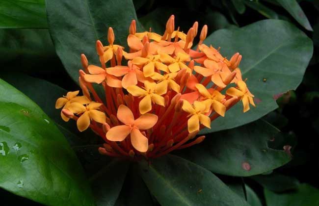 仙丹花的养殖办法