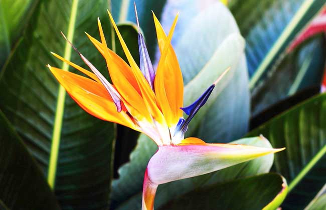 盆栽天堂鸟花怎么养?