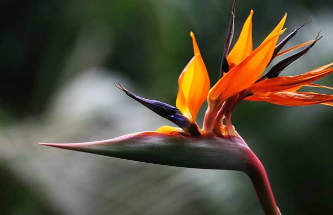 盆栽天堂鸟花怎么养?