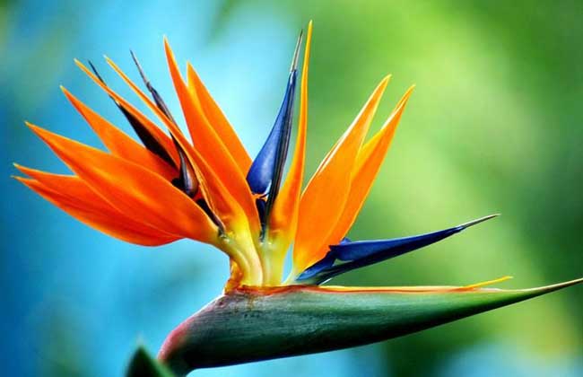 盆栽天堂鸟花怎么养?