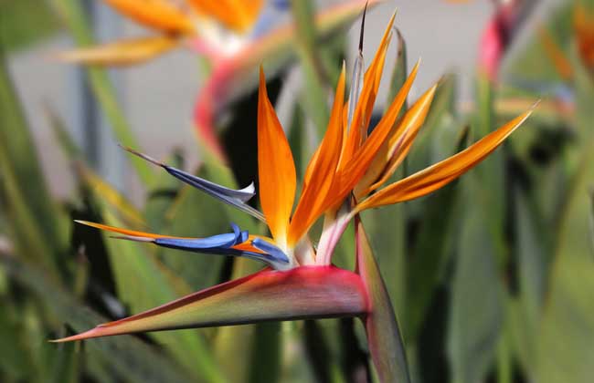 盆栽天堂鸟花怎么养?