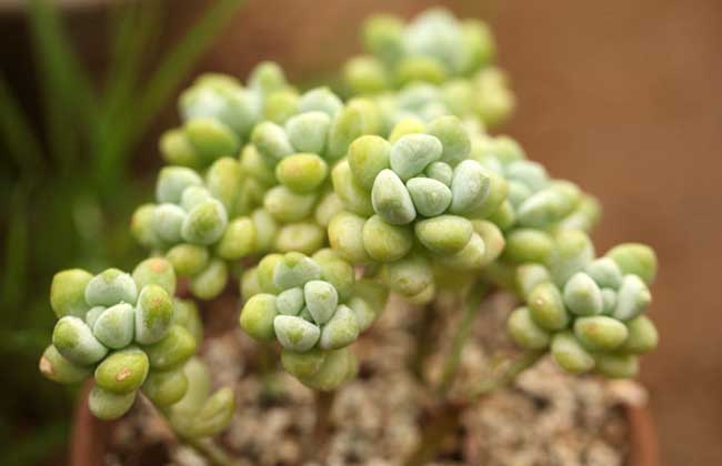 多肉植物天使之泪怎么养?