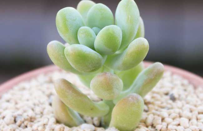 多肉植物天使之泪怎么养?