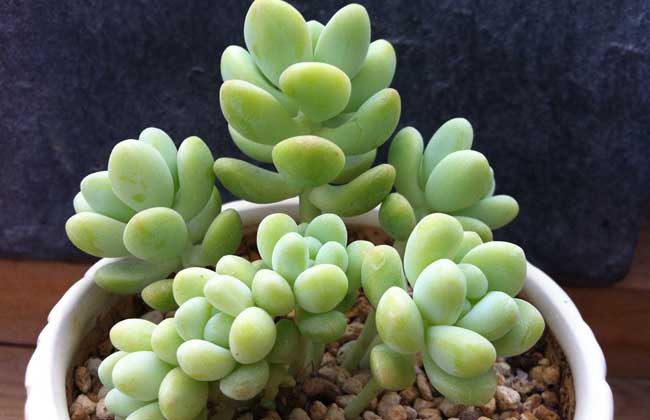 多肉植物天使之泪怎么养?