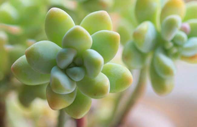 多肉植物天使之泪怎么养?