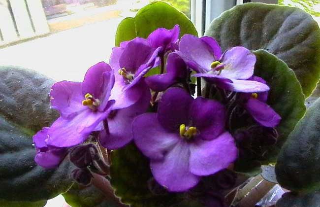 盆栽紫罗兰怎么养？