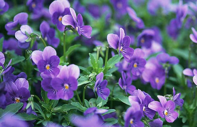 盆栽紫罗兰怎么养？