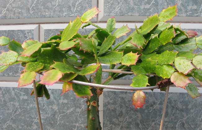 盆栽蟹爪兰怎么养?