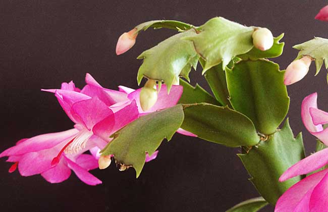 盆栽蟹爪兰怎么养?