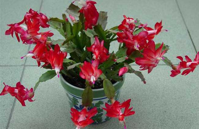 盆栽蟹爪兰怎么养?